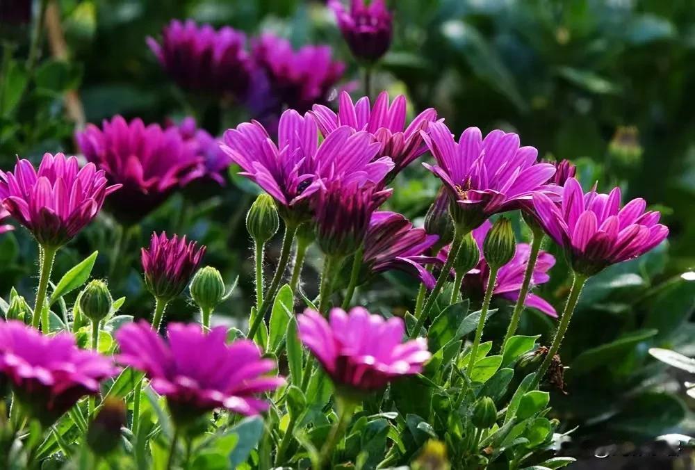 秋天的菊花《原创》
白露过了，是菊花出场的时候了。把菊花拍好不太容易，因为高手们