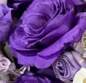 每日一善💜月尹星邱兔种植笔记｜紫色玫瑰 0000紫色玫瑰花色柔和而富有层次，在