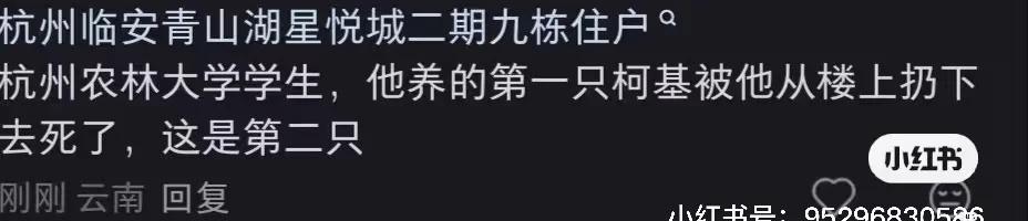 杭州马犬被打事件
柯基男主人前科狗狗救助 爱狗人士 爱护动物尊重生命 文明养狗人