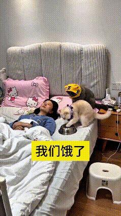 看到这个视频，瞅瞅主人家这俩小猫，真是又霸道又好笑。
主人上班累得够呛，回家往床