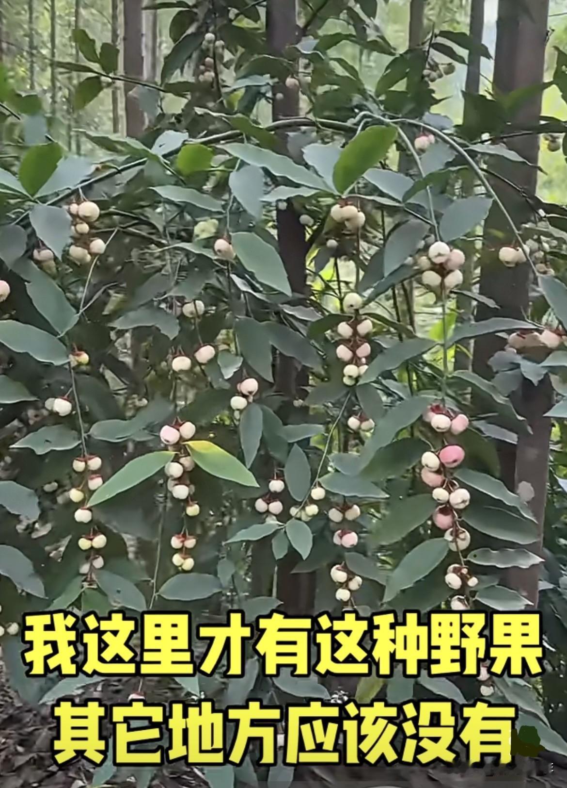 这种野果你们见过吗⁉️
还记得它叫什么名字吗⁉️
户外随拍