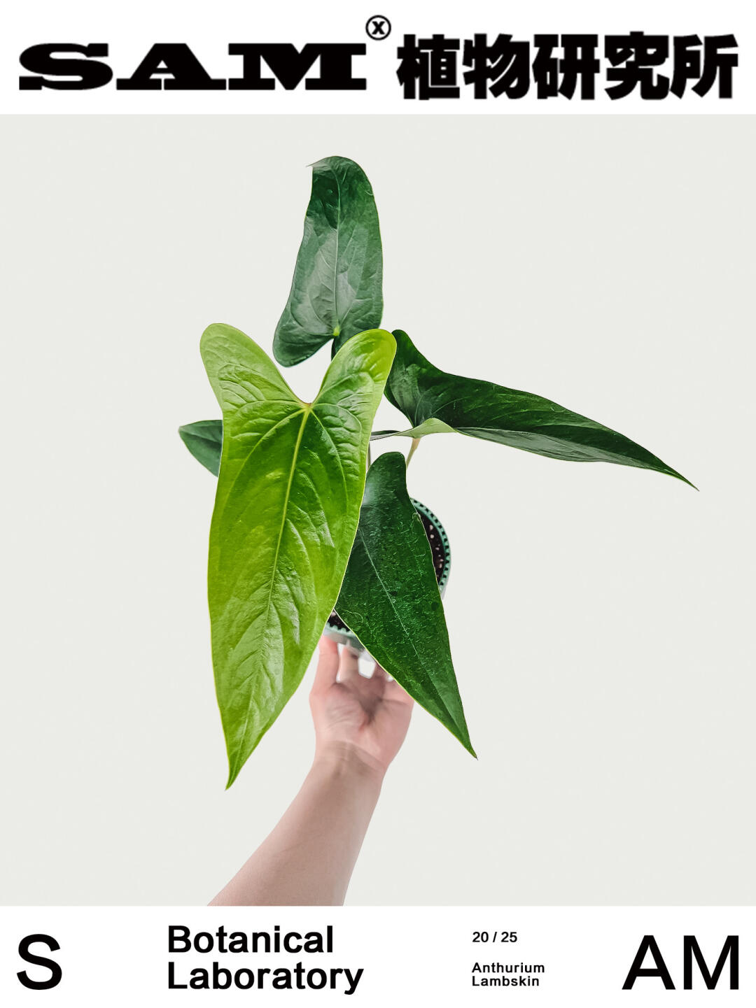 小羊皮花烛｜Anthurium Sp. Napo