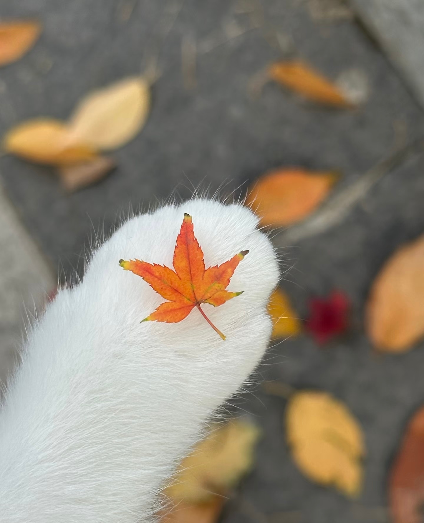 一叶知秋🍁 ​​​