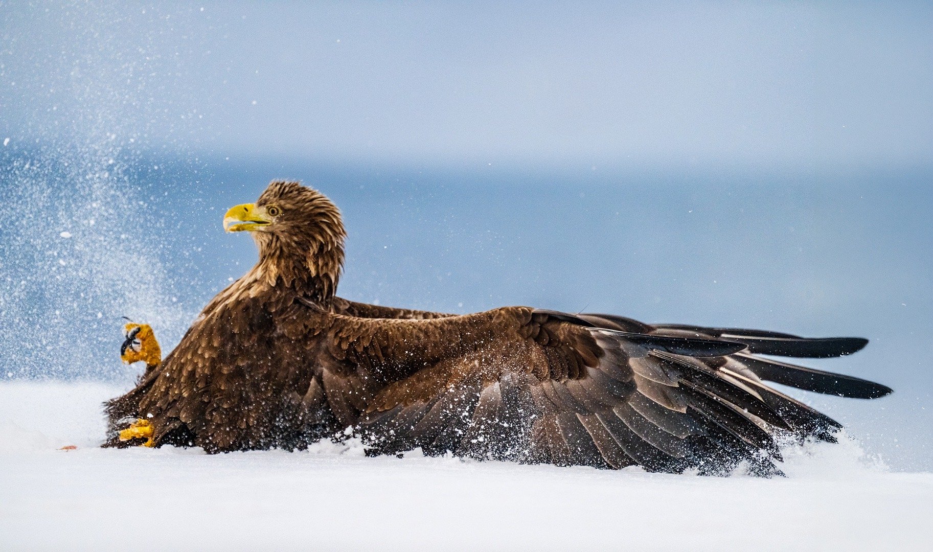 下了一夜的雪。早上六点半，团队包船出海。第一缕晨光里，海雕掠空而来。真正的王者，