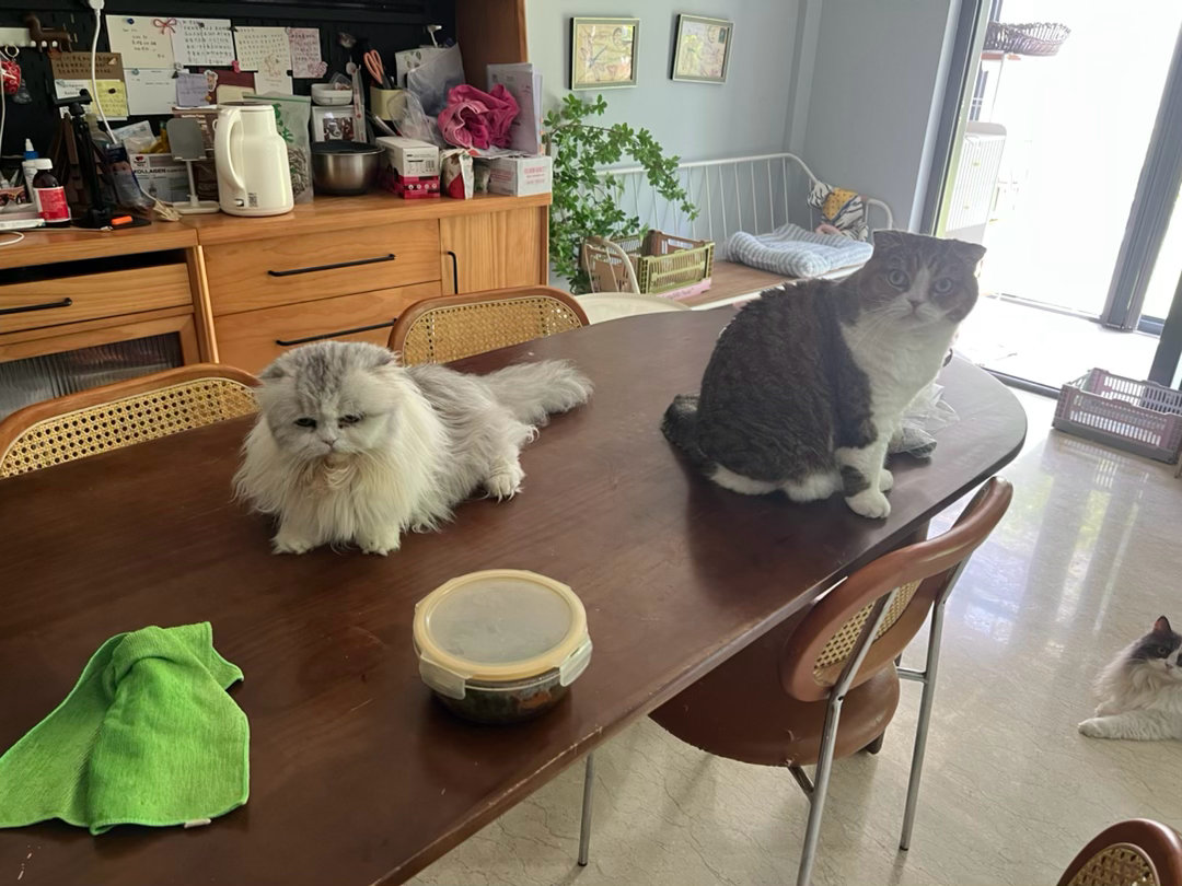 三只小馋猫萌宠c位计划