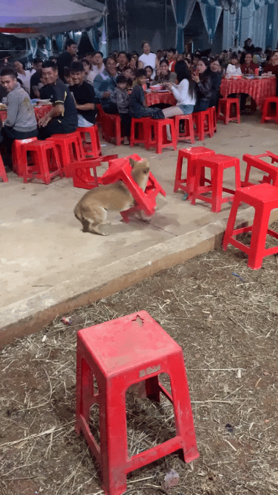 咱东北大席场面老热闹了，红塑料凳子摆得满地都是。这小狗溜达溜达直接钻凳子缝里，卡