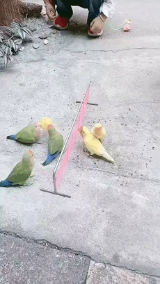 小鸟这么听话吗 