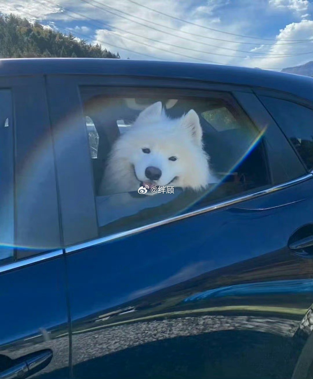 萨摩耶对你笑，你会有好事发生！ 