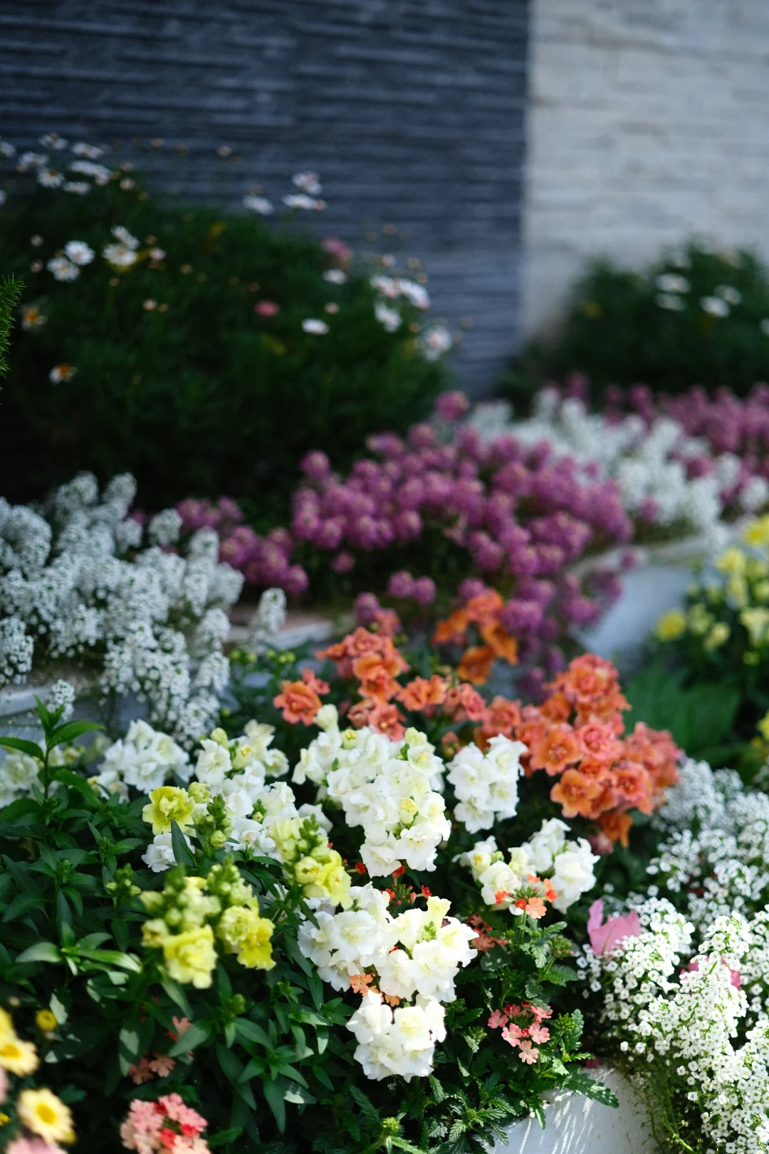 金鱼草一定是两广花友的最佳选择