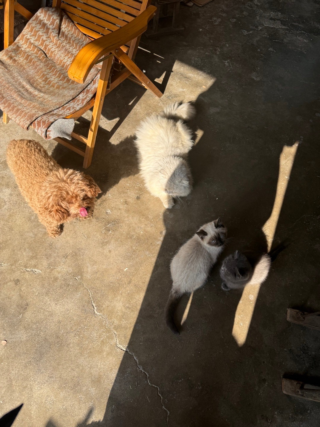 实现了猫猫自由，一家四口 