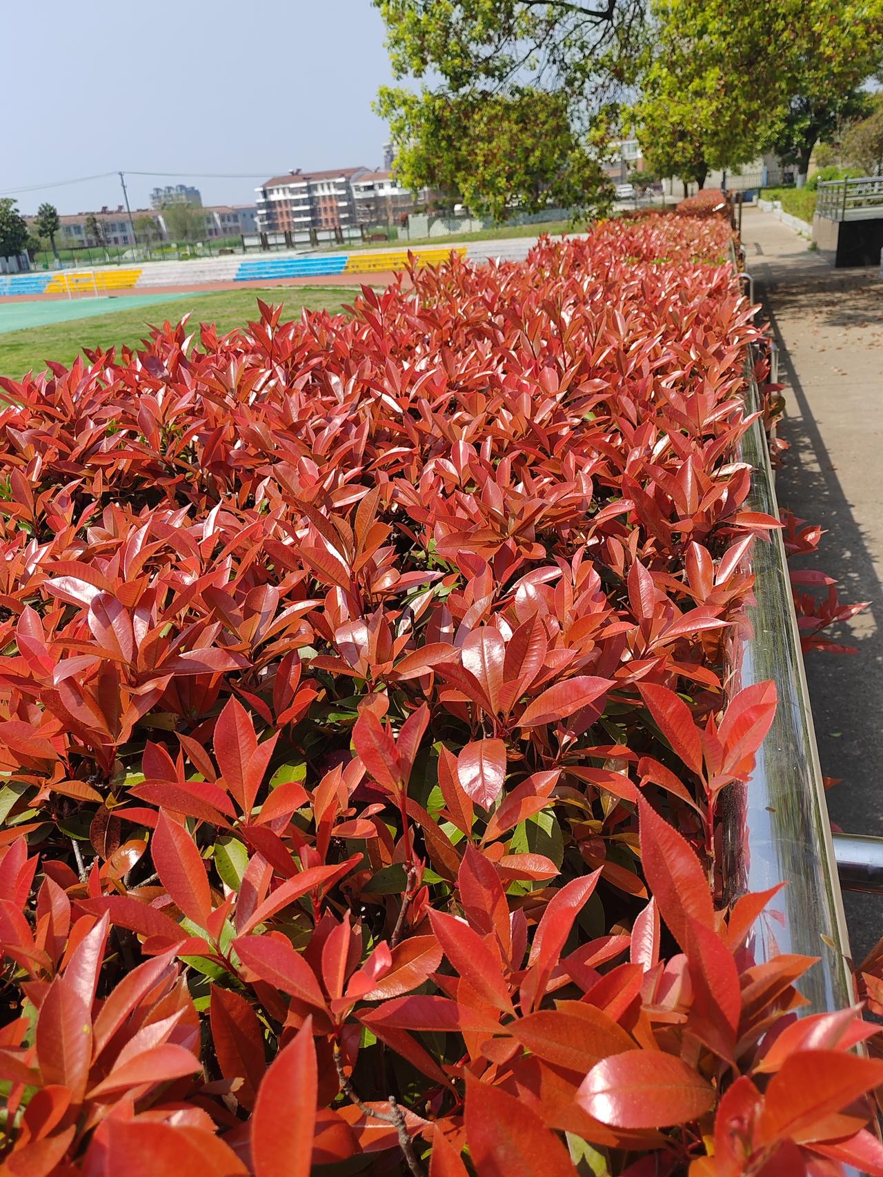 娇美的红叶石楠
已到清明时节。桃花已谢，柳丝飞绿。更美的风景是我拍的图中红叶。她