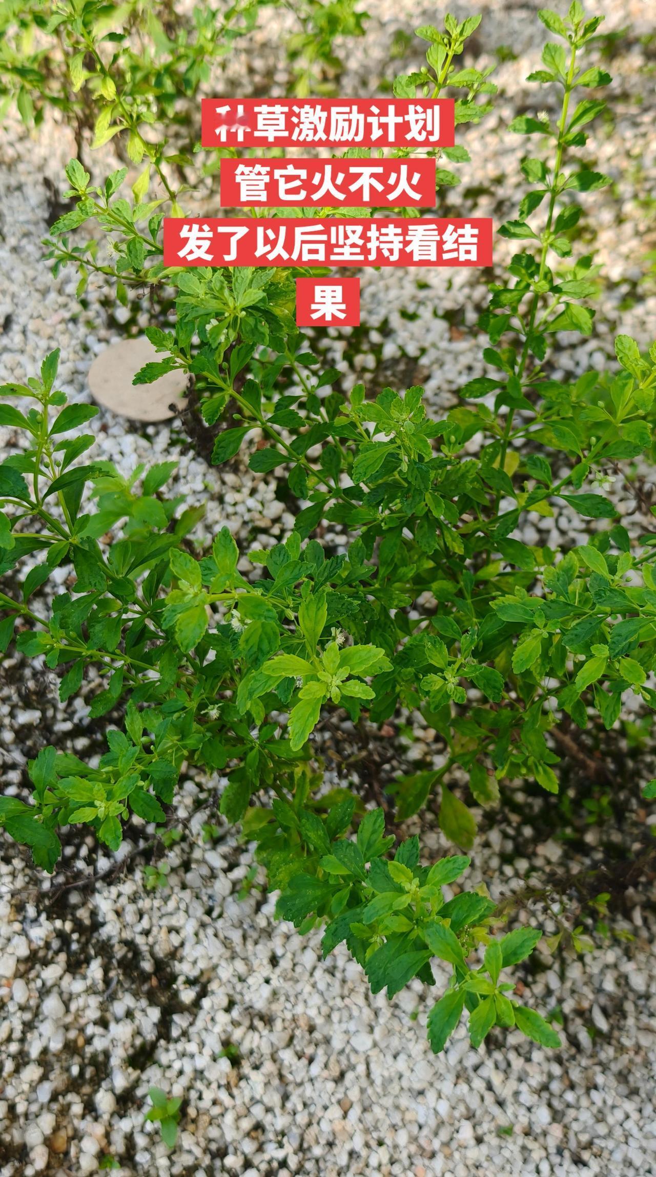 🌱绿植的魅力无法抗拒！每天看着它生机勃勃，心情都变好了。种草这款小盆栽，为生活