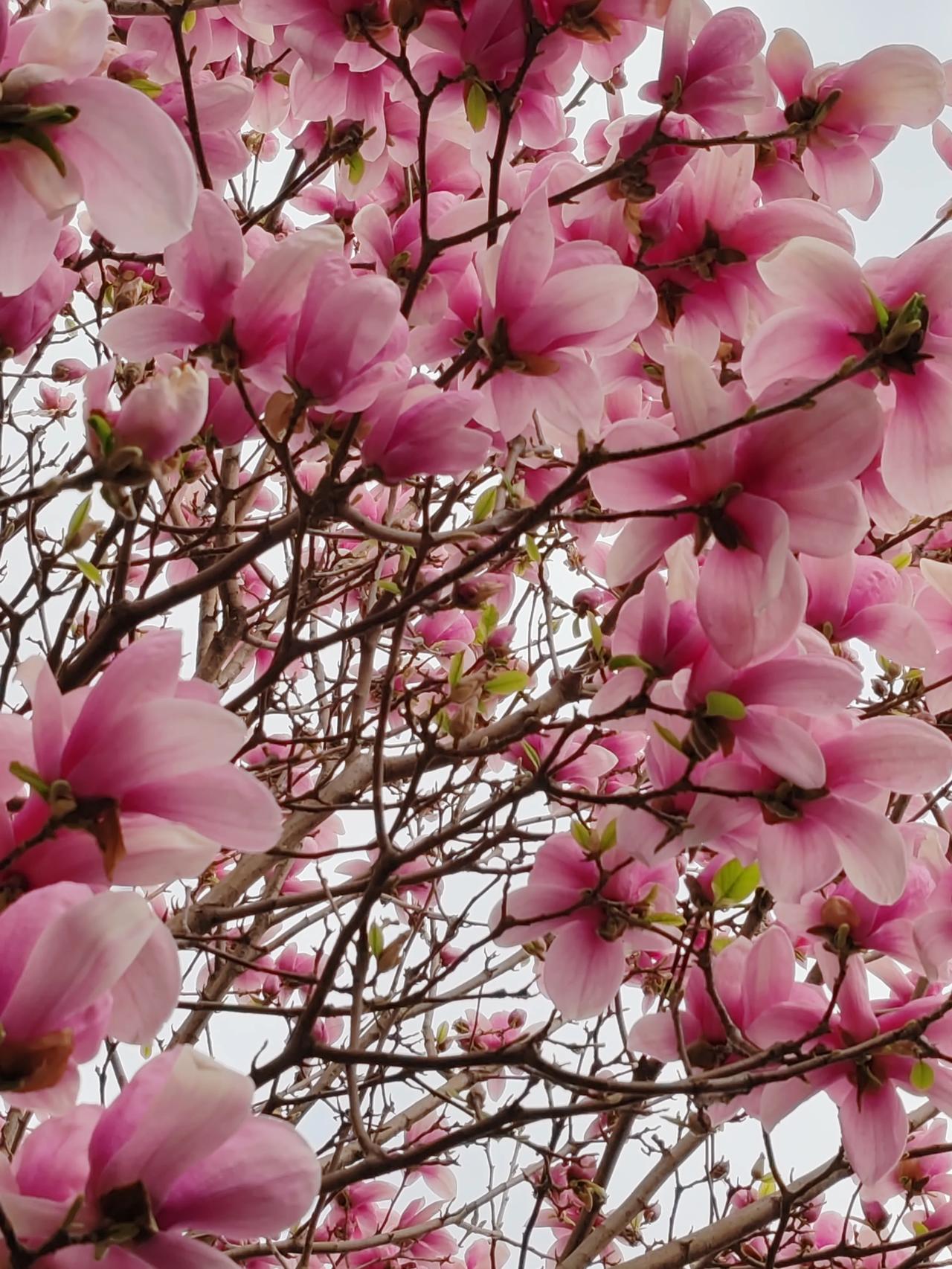 晒图笔记大赛走近花海。