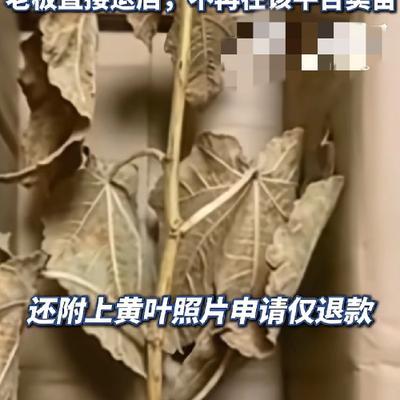 荒唐又恶心！5月17日，央视新闻报道，河北辛集种植户张先生在某直播电商平台卖无花
