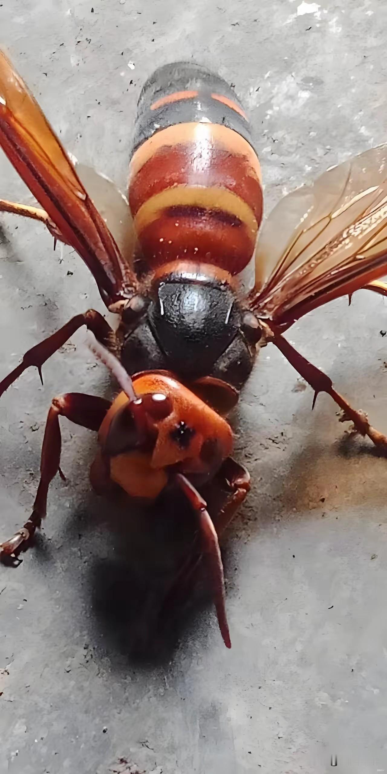 这玩意能咬死人？确实是真的，它的名字叫虎头蜂。已有新闻报道过，虎头蜂有剧毒，人一