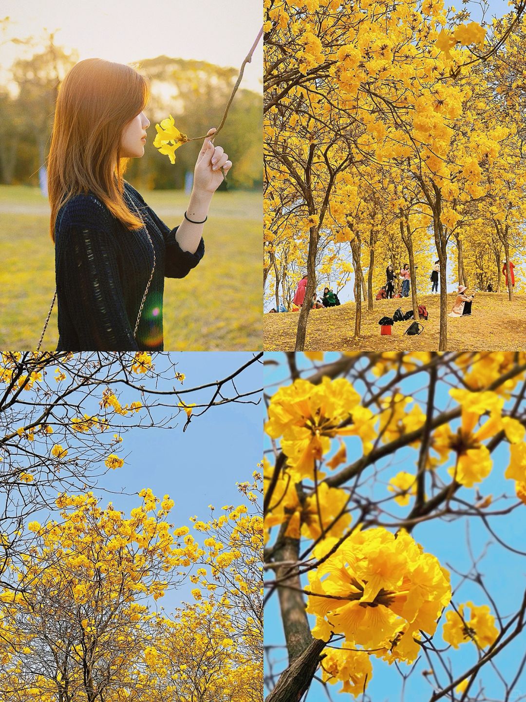 📍松山湖黄花风铃木「打卡线路」，超容易找💛