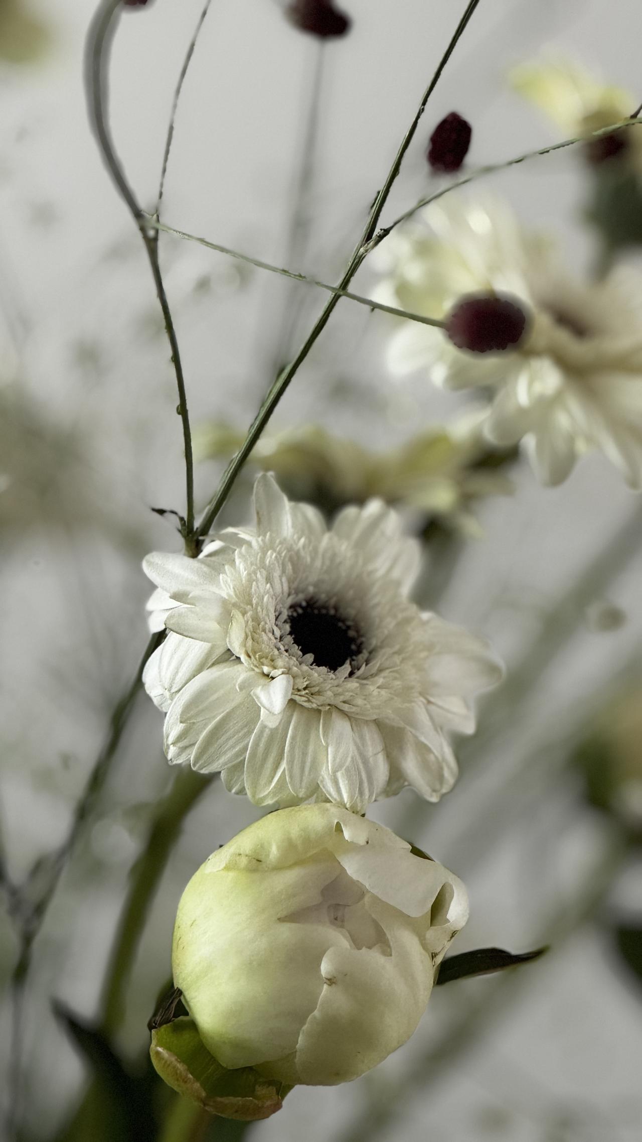 发一张你相册最近拍的花特写镜头下，白色非洲菊（Gerbera）以极简姿态登场。花