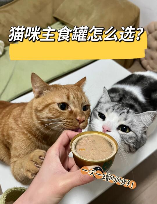 小猫抢着带吃的罐头！！