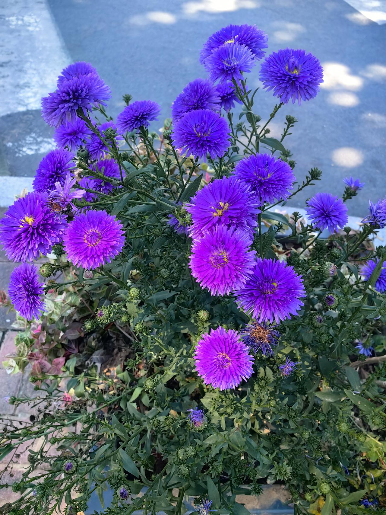 荷兰菊（七绝）
 
紫簇团团沐暖阳，
繁英点点报秋光。
不随桃李争春色，
独绽清