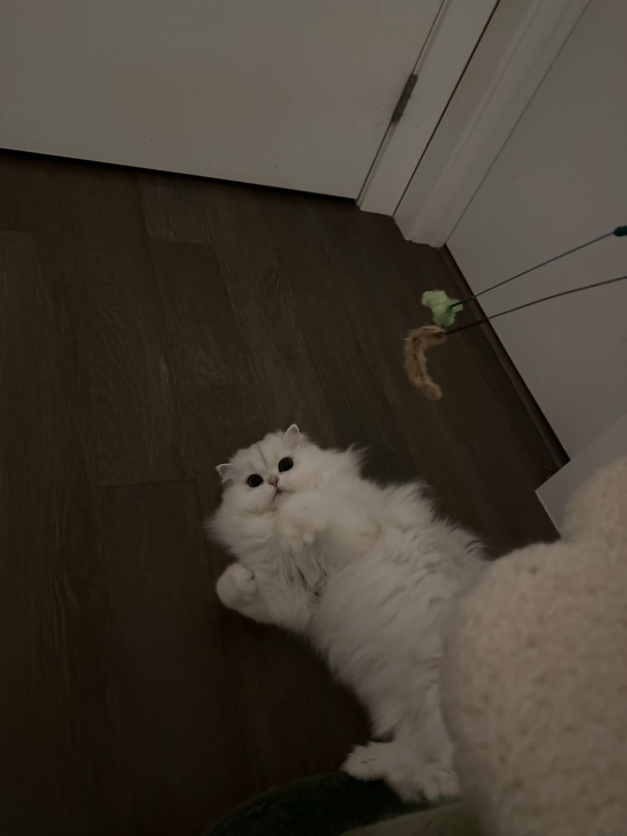 好甜哦你#银渐层##辣椒家新家回访##英国长毛猫# ​​​