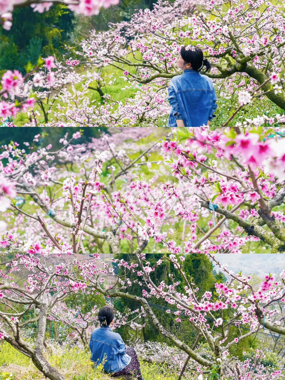 今日实拍！龙泉桃花开啦🌸