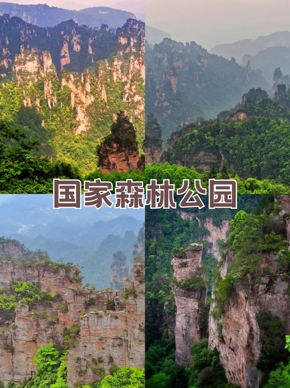 只有三天时间❓张家界这样玩！不跟团‼️