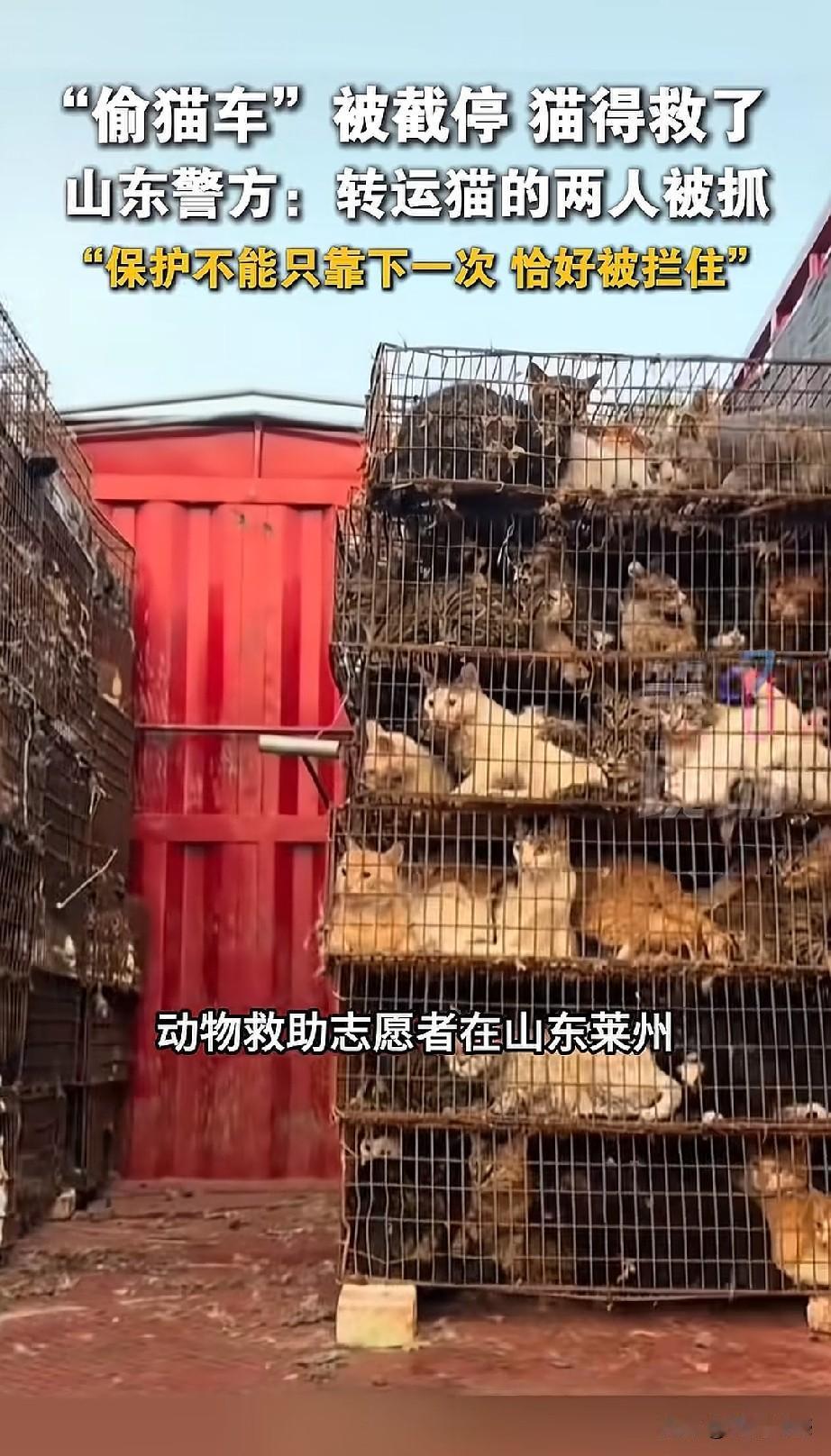 近日山东莱州志愿者拦下一辆非法转运猫咪的货车，民警迅速到场抓获潘某某、孙某某两名