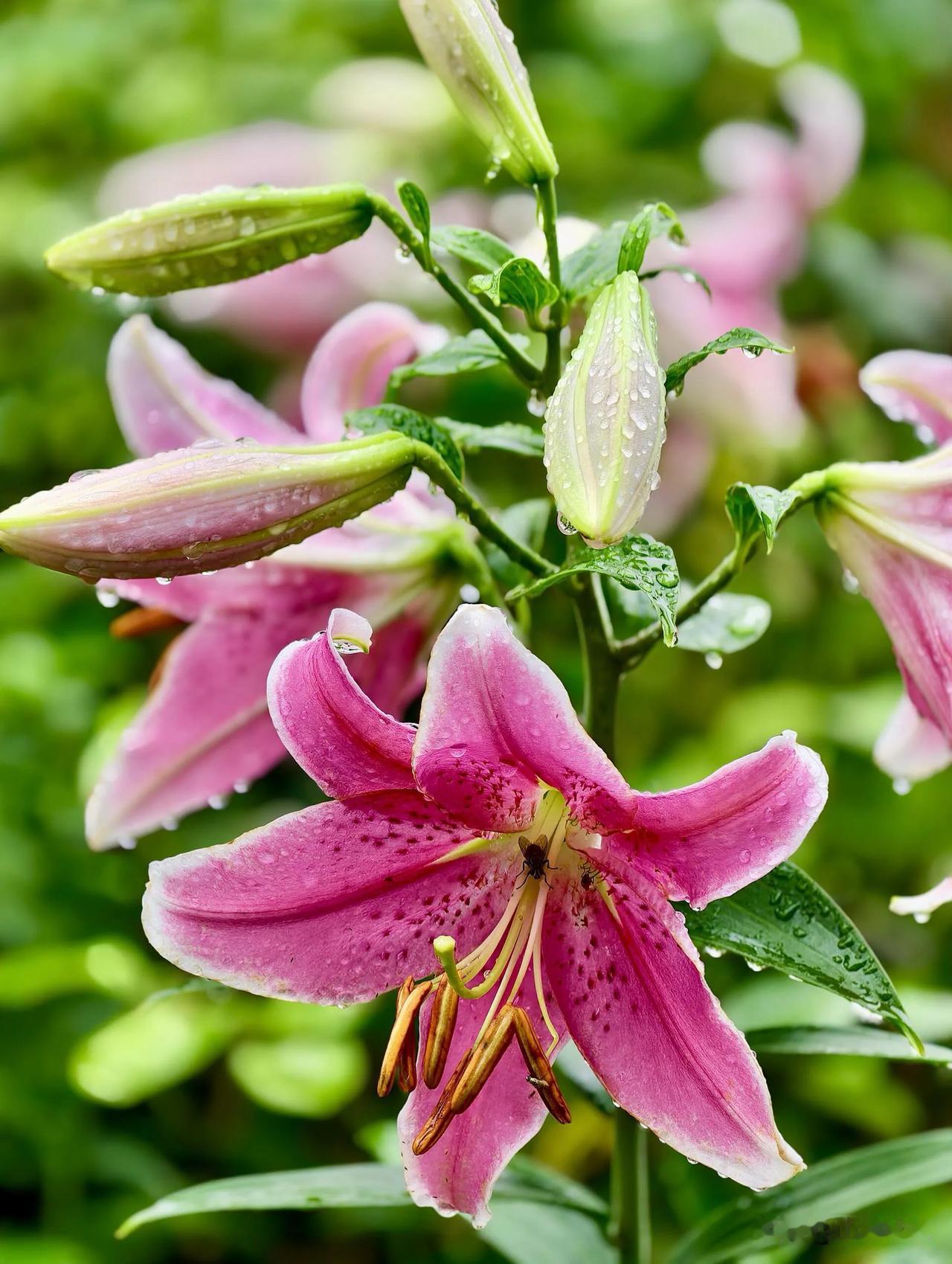 骤雨初歇的风裹着湿润的草木香漫过花梢，粉百合正擎着满枝的清艳站在晨光里。六片花瓣