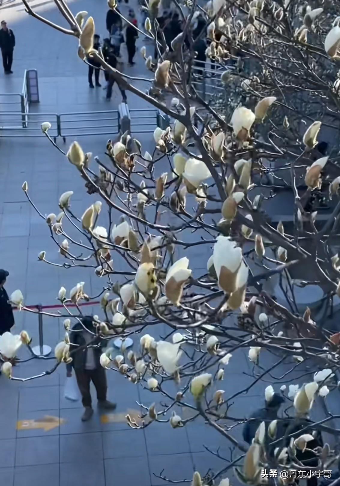 辽宁丹东春日美景上新，4月8日看鸭绿江断桥景区玉兰逐渐进入盛花期。洁白花朵与百年