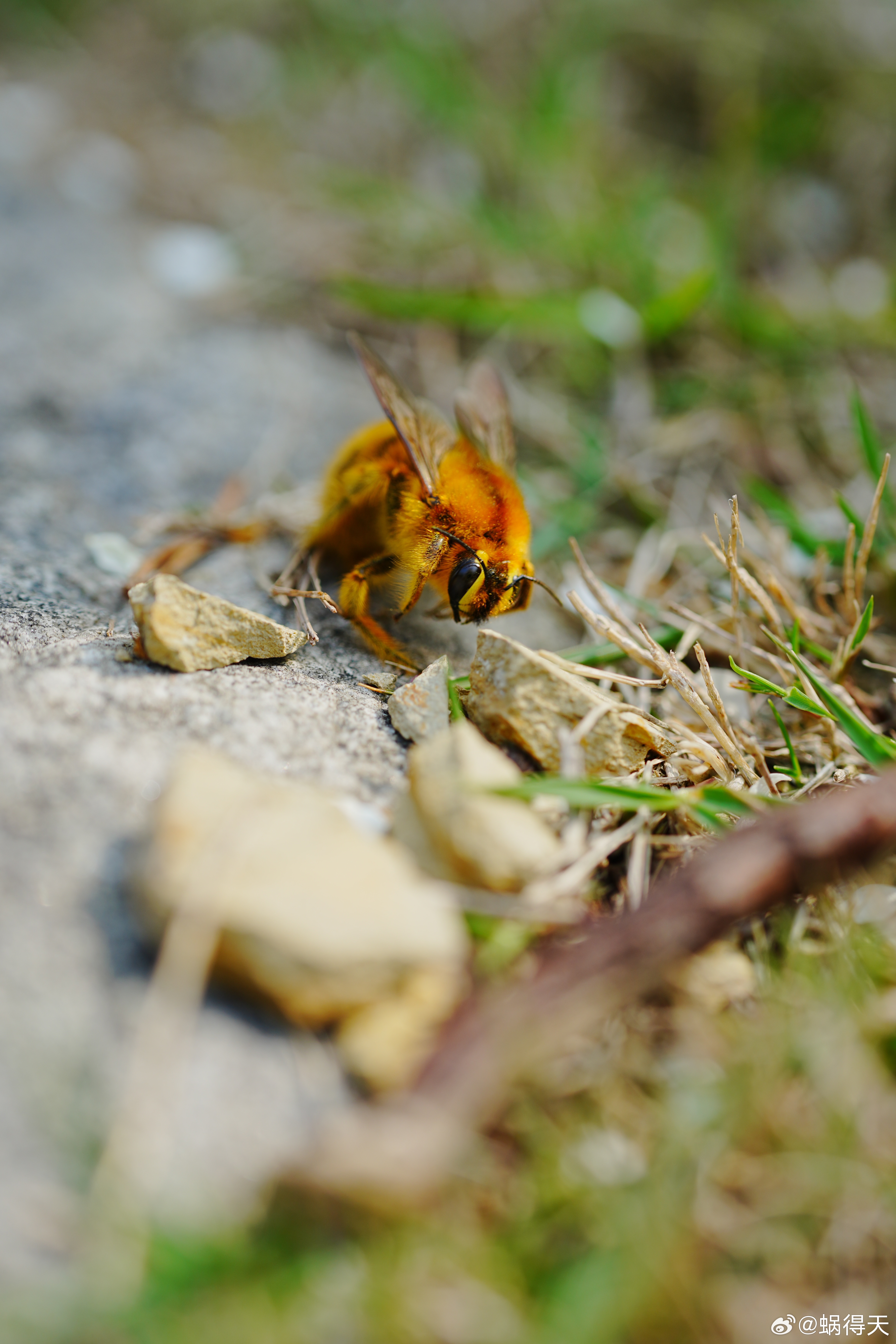 采着蜜它就抽抽了~算工伤？蜗的摄影日记
