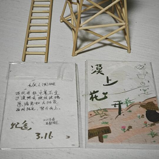 西北并非寸草不生沙漠终会绽放玫瑰