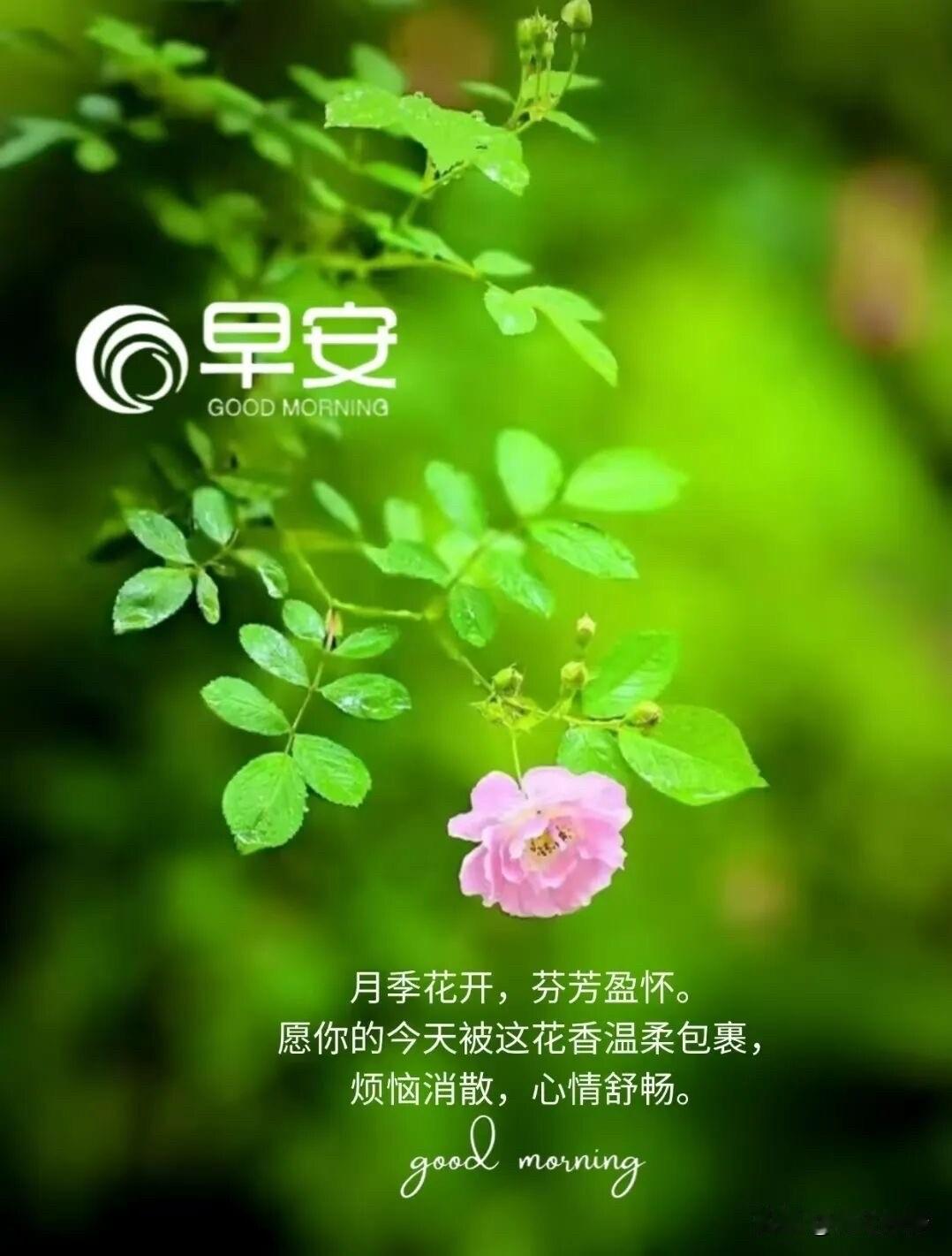 🌼²⁰²⁶/₀₆.₂₃ᵕ̈周二｜早安☀️🍃🍎🐎
🍃𝐆𝐨𝐨𝐝 ?