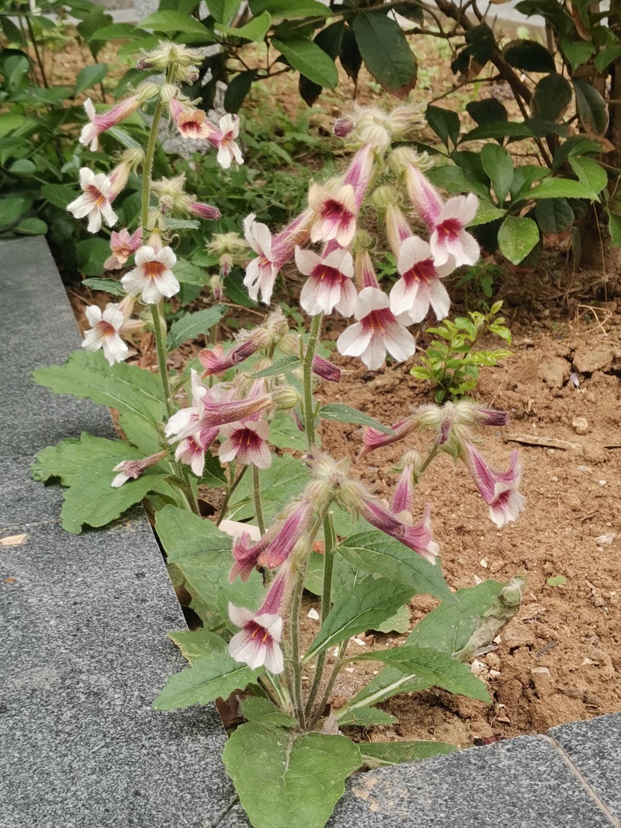 这个小花坛，被一位住户给“开荒”了。土地整理得很平整，也几乎没啥杂草，除了角落里