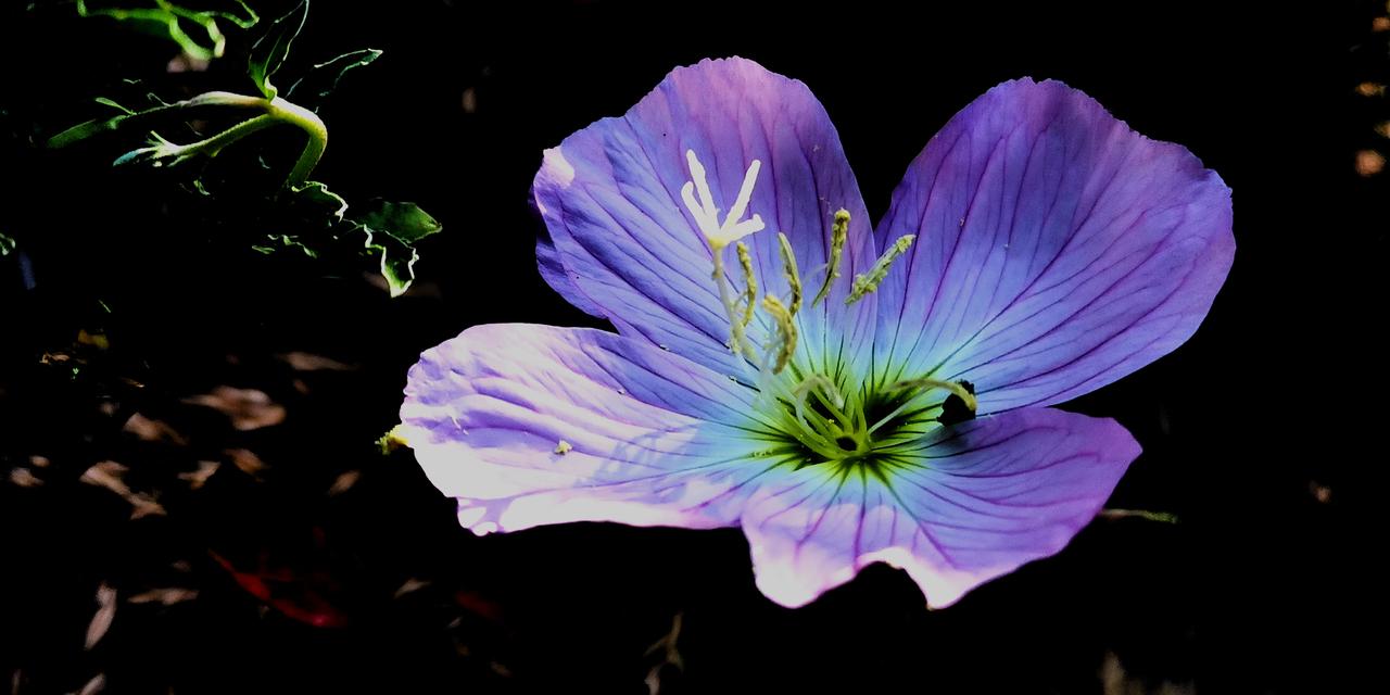 看看这是什么花
不是矮牵牛，也不是打碗碗花，花瓣单薄剔透，香味淡淡，傍晚似渐渐变