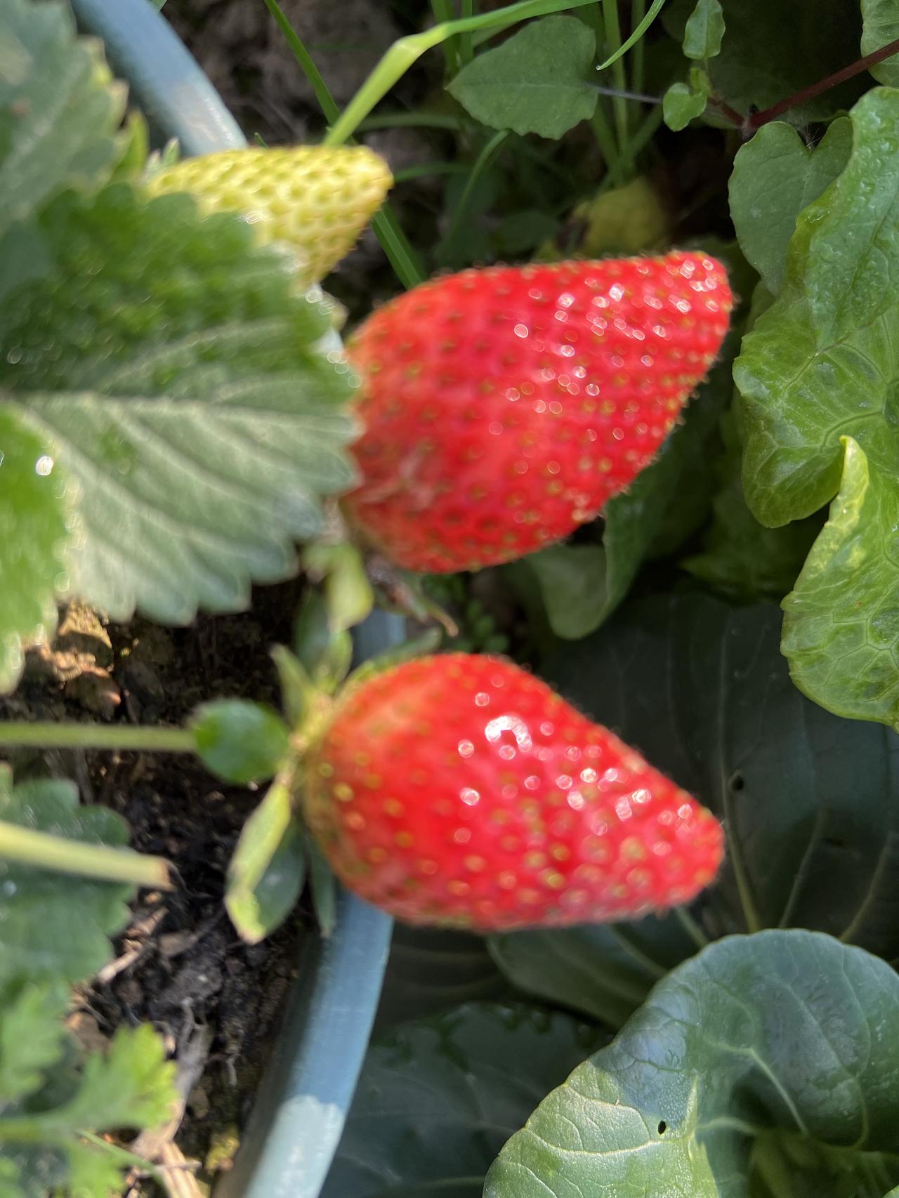 当最后一片残叶被寒风轻捻着归于尘土，当街头的灯火渐次晕开暖黄的光晕，漫过檐角与窗