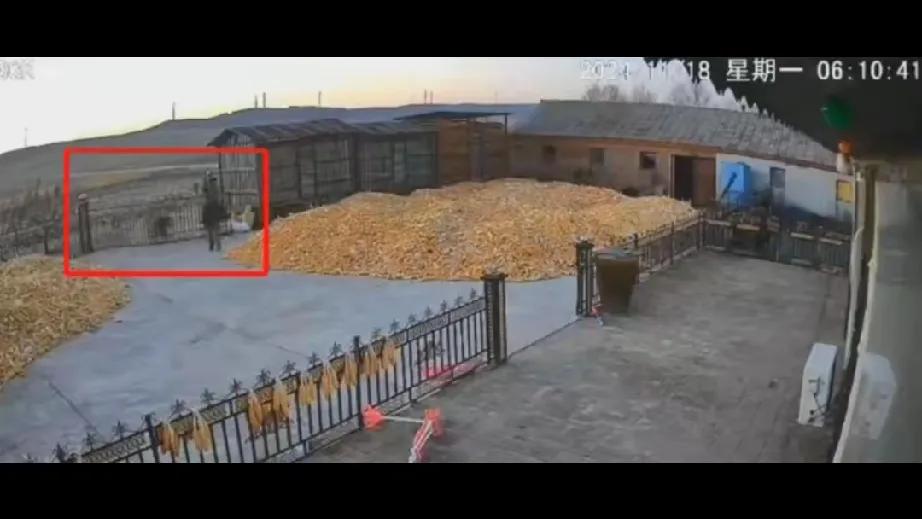 惊现虎影，村庄陷入恐慌！

在广袤的黑龙江大地上，11 月 18 日这一天，一则