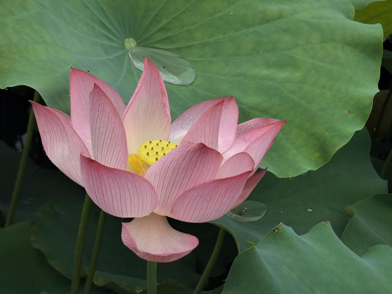 荷花组图（十四）