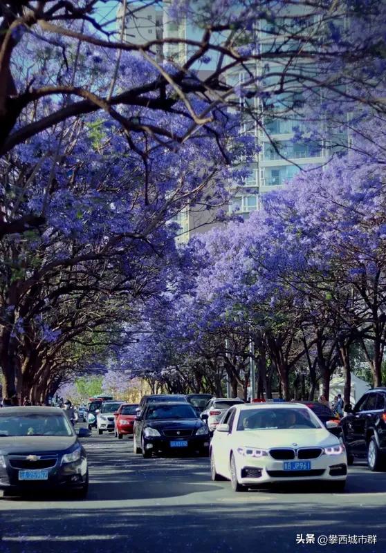 攀枝花将全面启动“四季花城”品牌打造！！
2026年—2027年以亮点项目为抓手