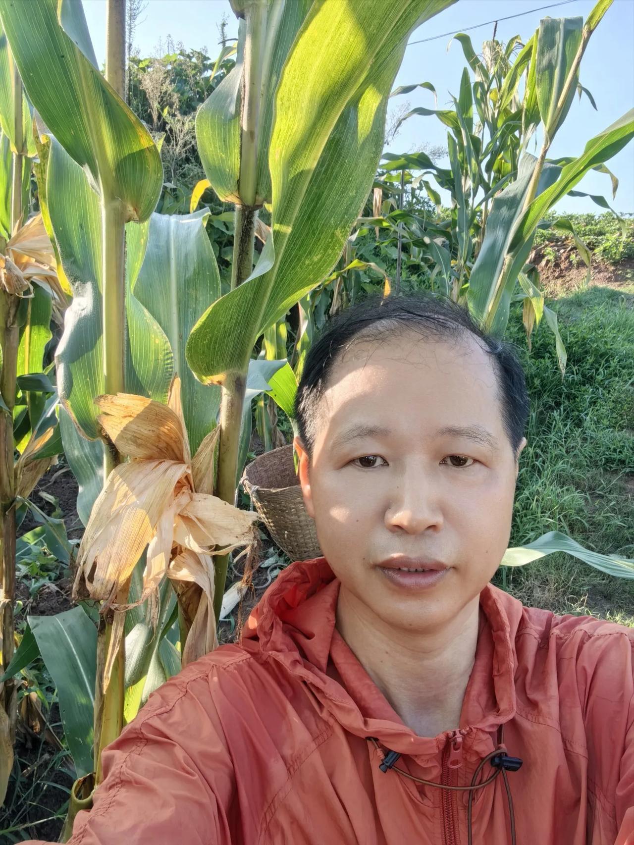 盛夏时节掰苞谷

盛夏的骄阳似一团永不熄灭的烈火，肆意地炙烤着大地。尽管昨夜一场