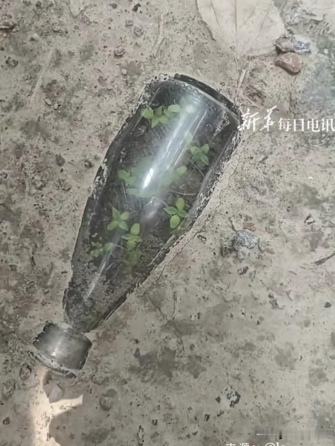 你觉得是生机盎然还是死气沉沉？