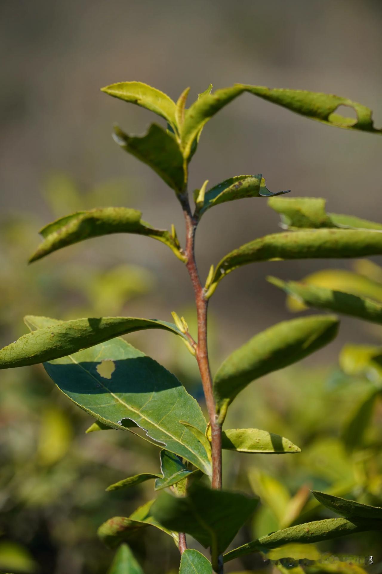 信阳毛尖采摘越早的茶越好吗? 分享一下你随手拍下的家乡风景 春茶 今日雨水节气，