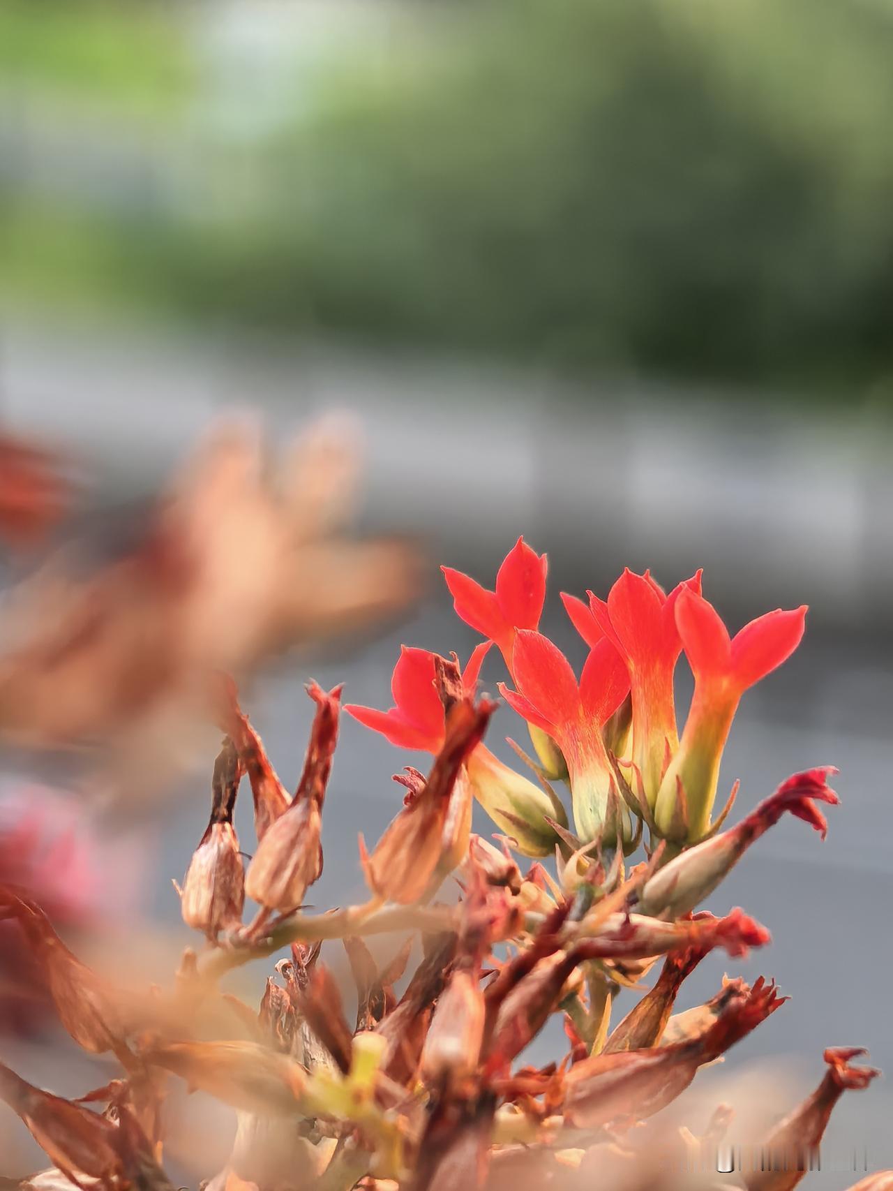 ，什么花都行