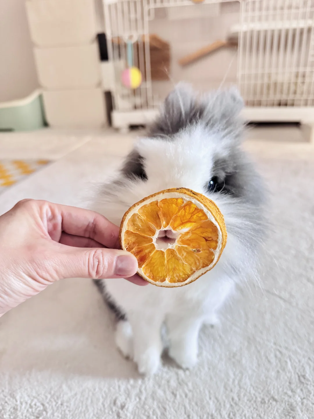 是橙子味的小兔子🍊