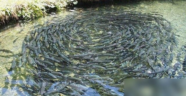 深圳抽检生鲜水产查出问题，美团小象超市售卖的桂花鱼、基围虾双双不合格，当地市民通
