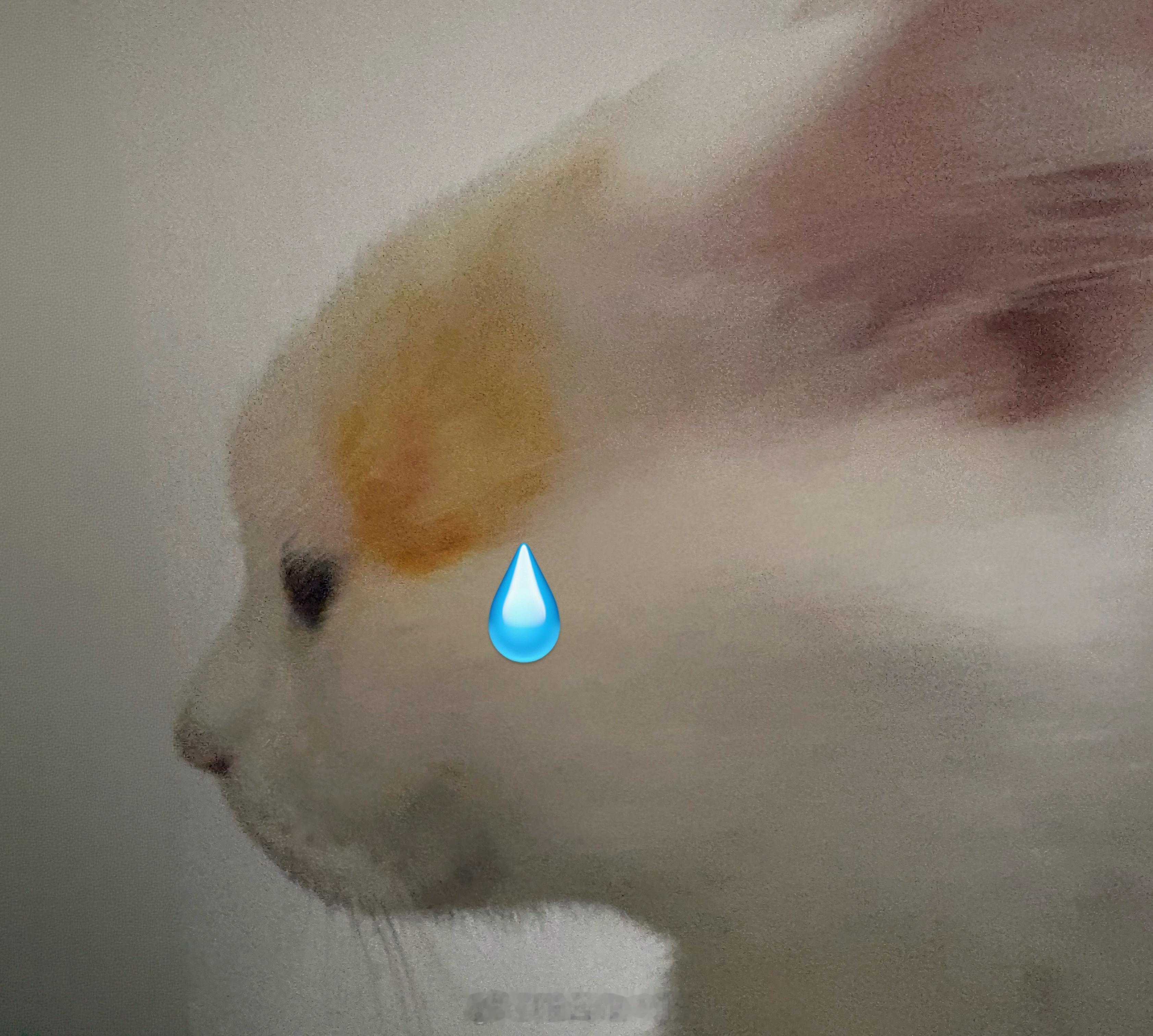 无语水滴猪 