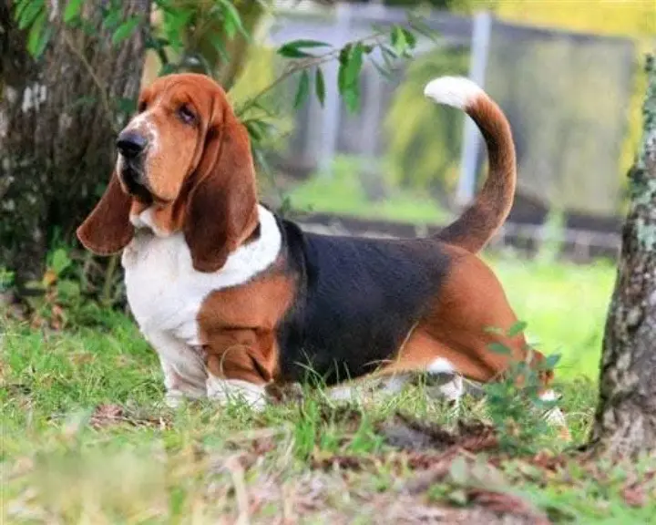 世家上速度最快的猎犬（巴塞特犬）🤣🤣🤣🤣🤣