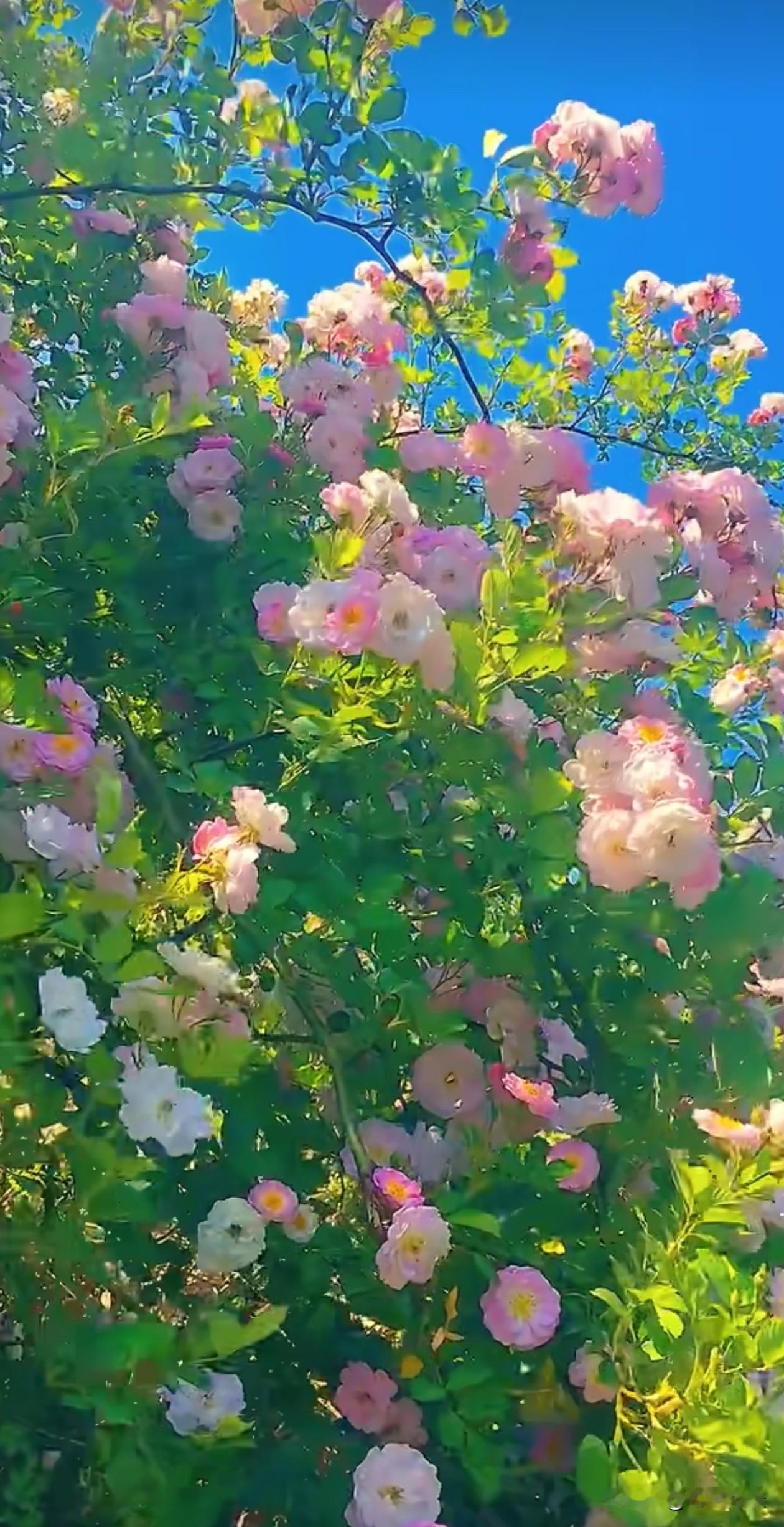 阳光穿过蔷薇花墙，粉白花瓣在绿叶间轻轻摇晃，连风里都裹着清甜的香气。原来慢下来，