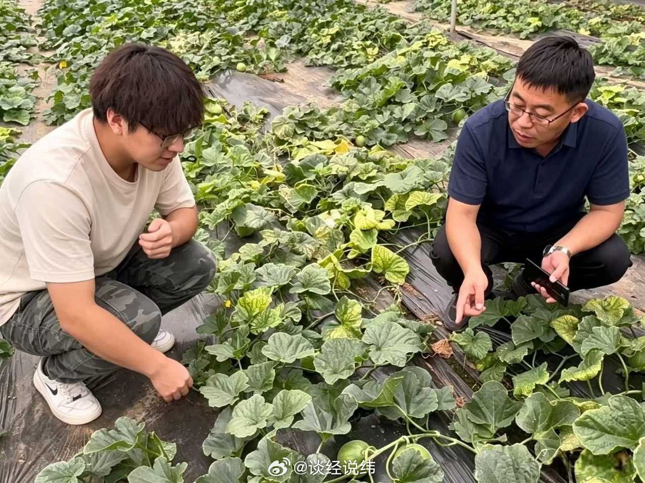 【甜瓜兴乡拓销路，实践赋能助产业】青春三下乡曲阜师范大学三下乡 在国家全面推进乡