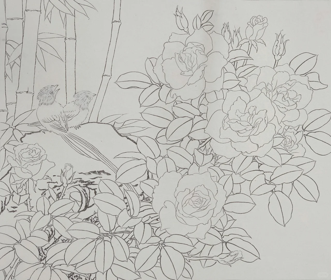 工笔月季，白描完成