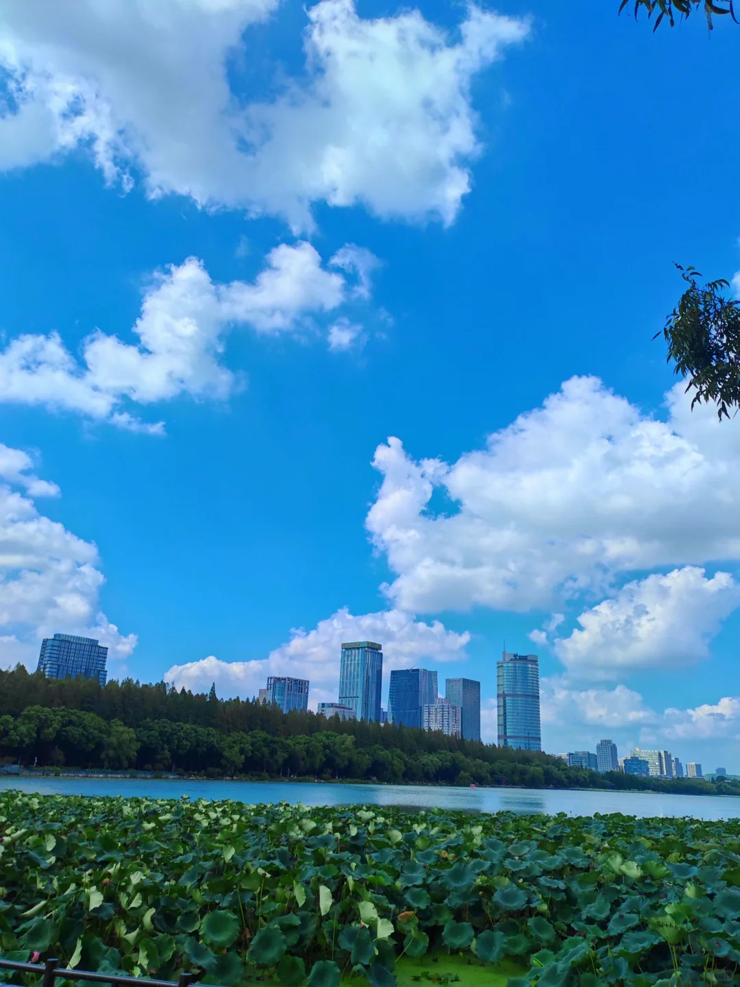 玄武湖赏秋荷